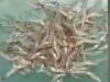 养虾素材视频