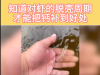 对虾蜕壳周期，补钙周期，补钙经验