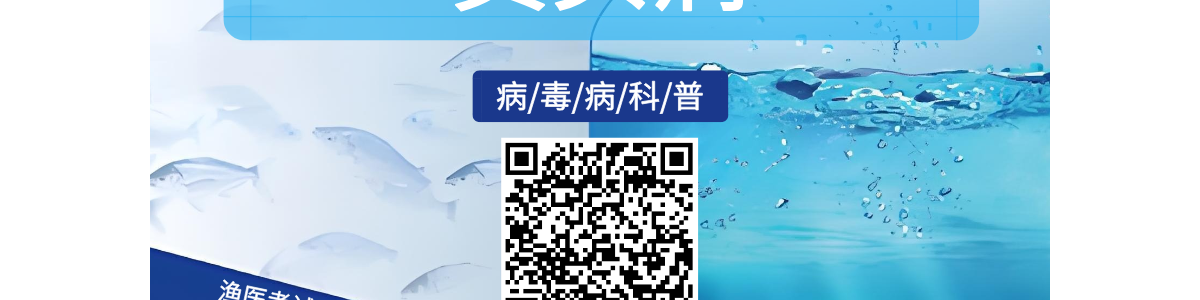 黄头病-甲壳病毒病-会养虾学院