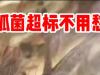 入秋放苗杀菌管理方案
