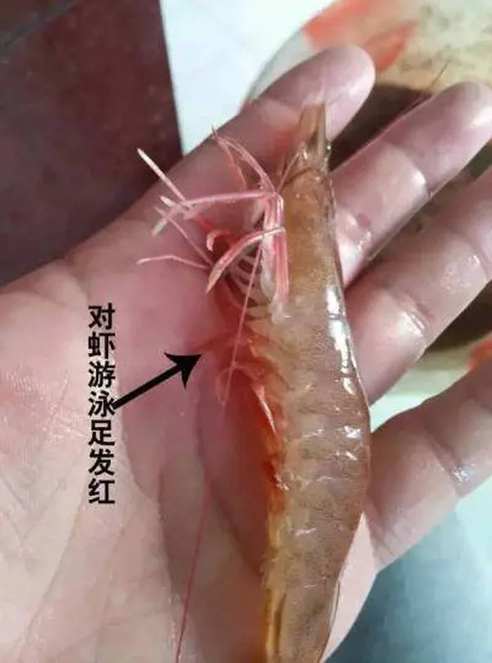 细菌性红体.jpeg