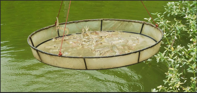 对虾补钙1.png