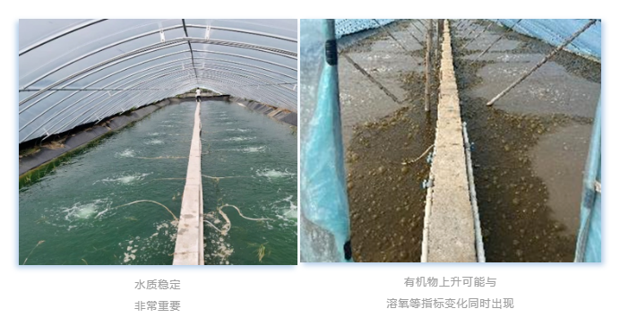 小棚白对虾2.png