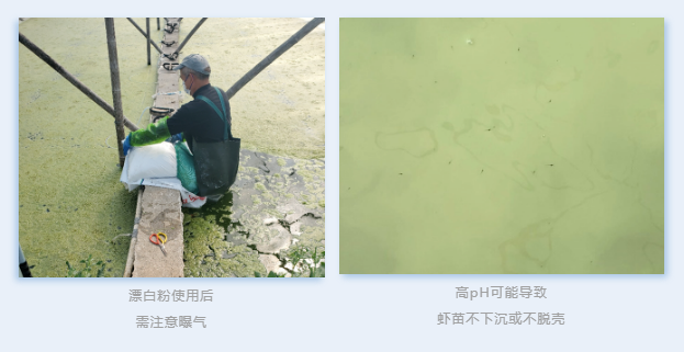 小棚白对虾3.png