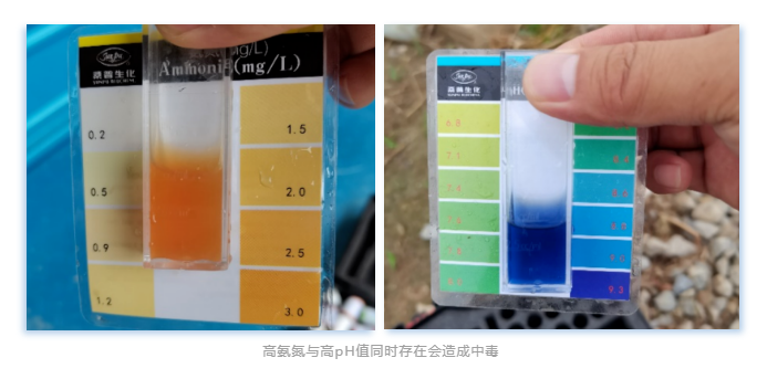 小棚白对虾5.png