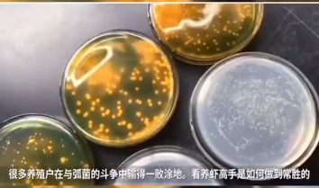 对虾杀菌.png