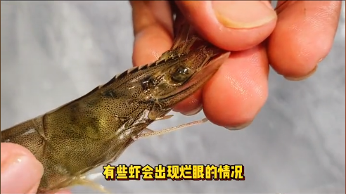 对虾烂眼.png