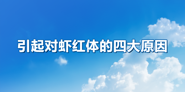 对虾红体.png