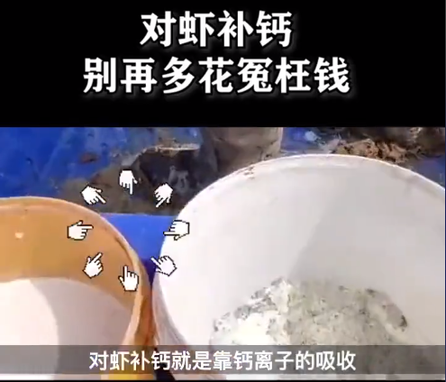 对虾补钙.png