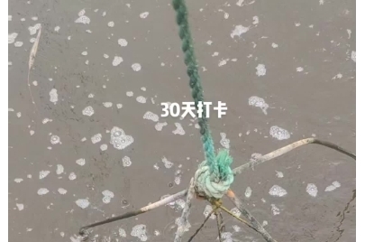 南美白对虾养殖打卡 视频长这个样 # 高密度养殖 # 水产养殖 #