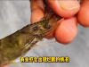 【看图识虾病下】秋季对虾养殖这些病害问题要留心！